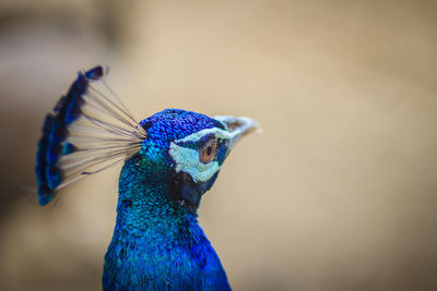 Close-up of peacock