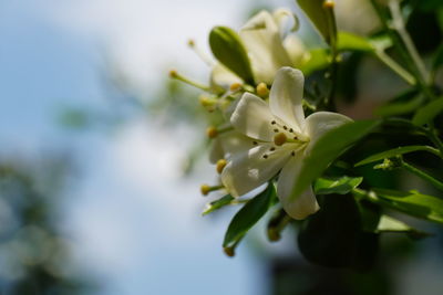 Close-up of white flowering plant