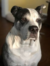 Close-up portrait of dog