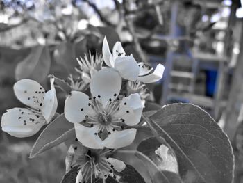 Close-up of white flowers blooming outdoors