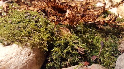 Close up of grass