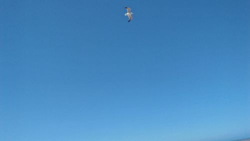 Low angle view of seagulls flying in sky