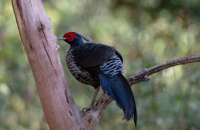 Close-up of a bird perching on a branch