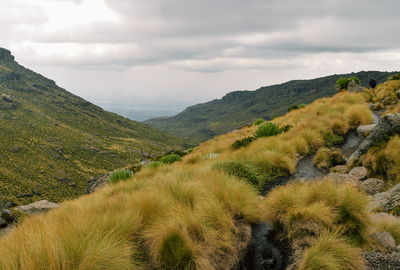 The high altitude moorland of mount kenya, mount kenya national park