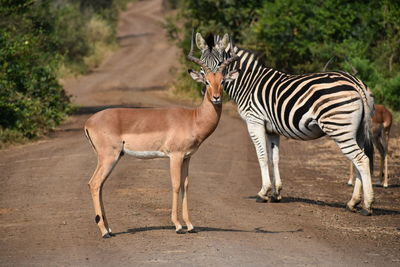 Zebra standing on land