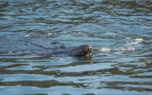 Sea lion swimming in lake