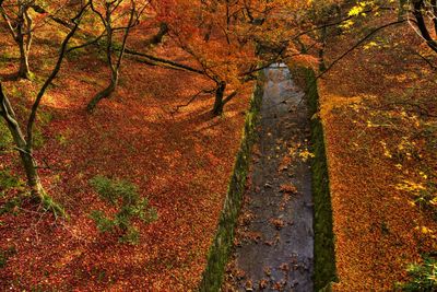 Footpath amidst trees during autumn