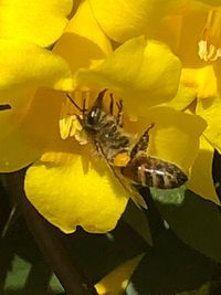 Close-up of insect on yellow flower