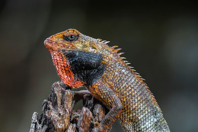 Close-up of a lizard