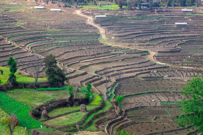 High angle view of agricultural field