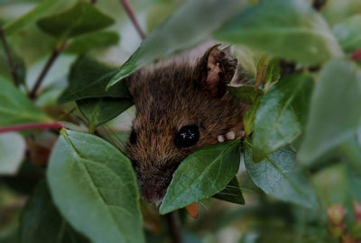 Close-up of animal on plant