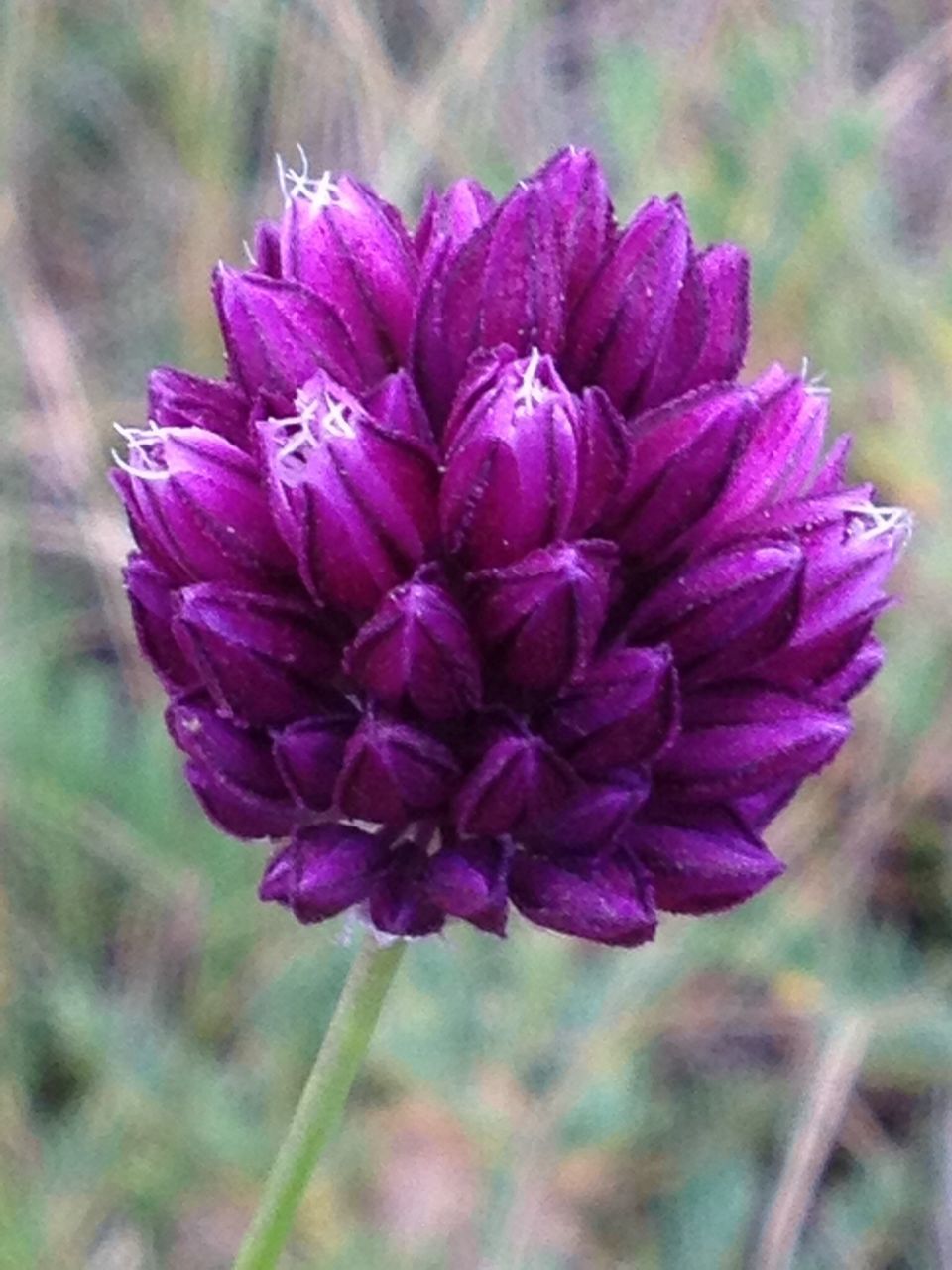 flower, freshness, fragility, growth, close-up, petal, focus on foreground, flower head, purple, beauty in nature, nature, plant, blooming, in bloom, selective focus, stem, single flower, no people, day, outdoors