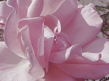 Close-up of pink rose