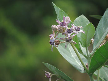 Close-up of insect on plant