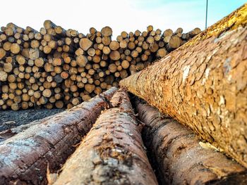 Pile of logs in perspective at lumber yard
