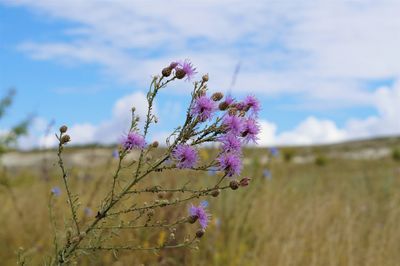 Close-up of purple flowering plants on field against sky