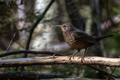 Close-up of bird perching on branch