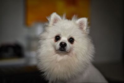 Close-up portrait of dog at home