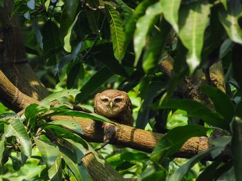 Close-up of spotted owl on tree