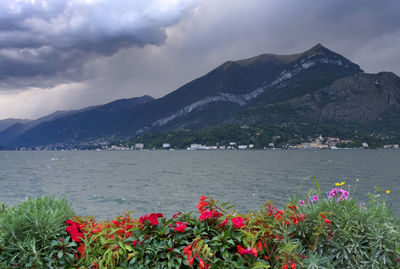 Close-up of flowers in lake