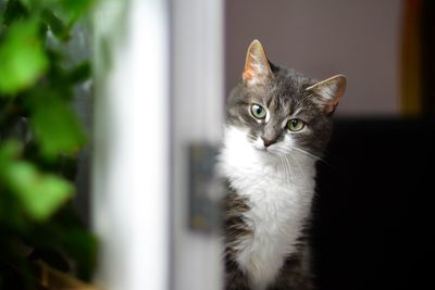 Close-up portrait of white cat