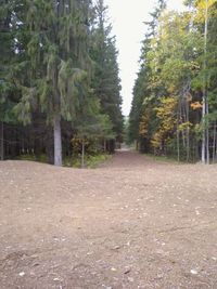 Road amidst trees in forest