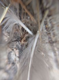 Full frame shot of feather