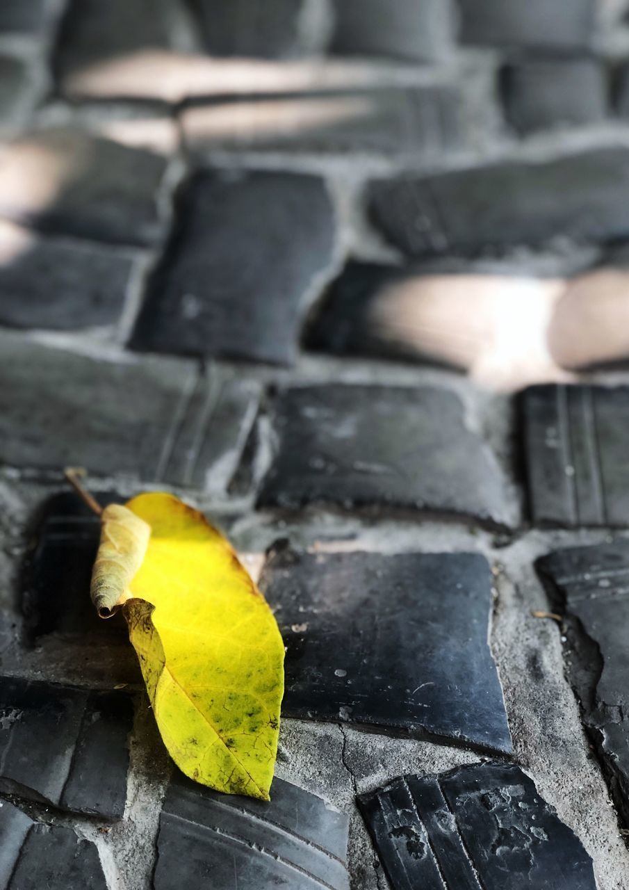 HIGH ANGLE VIEW OF YELLOW LEAF ON WOOD