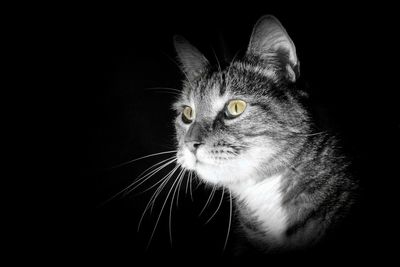 Close-up portrait of cat