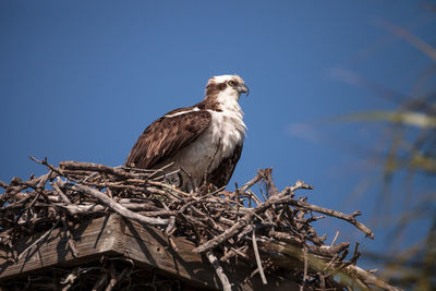 Low angle view of bird perching on tree against sky