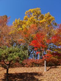 Trees in park during autumn