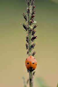 Close-up of insect