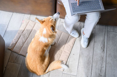 High angle view of cat sitting on table