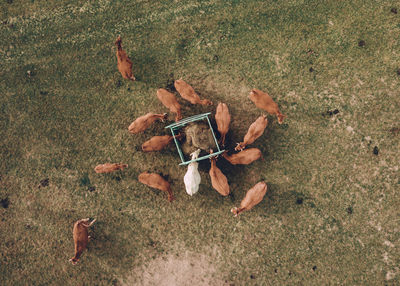 High angle view of dog on field