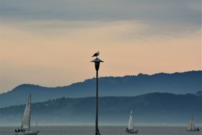 Seagull on wooden post in sea against sky during sunset