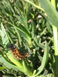 Close-up of bee pollinating on plant