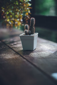 Close-up of potted plant on table