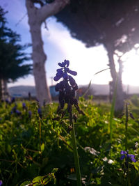 Close-up of flower growing on field against sky