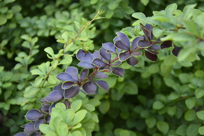 Close-up of purple flowers on plant