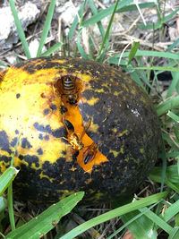 Close-up of insect on plant
