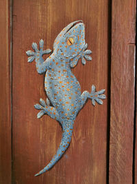 Close-up of lizard on wood