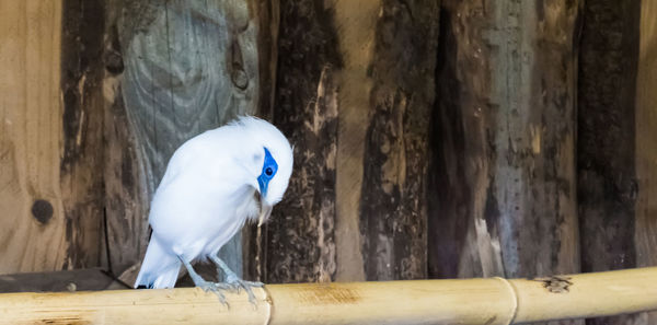 Close-up of bird perching on wood