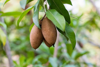 Close-up of fruit growing on tree