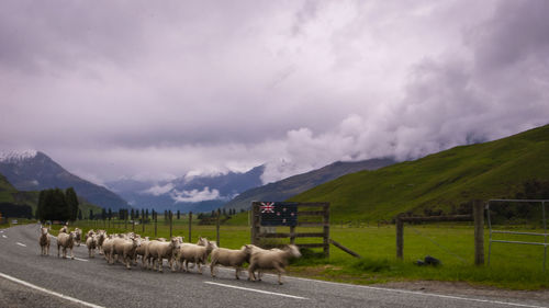 Flock of sheep on landscape against sky