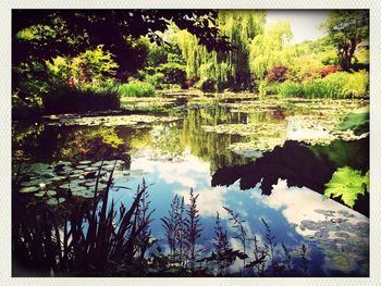 Reflection of trees in lake