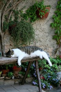 Cat lying down on plant