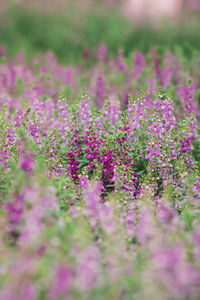 Close-up of pink flowering plants on field
