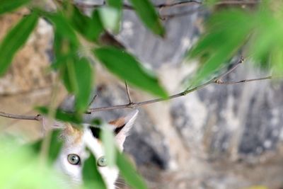 Close-up of insect on leaf