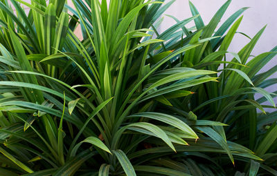 Close-up of fresh green plant