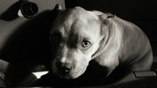 Close-up portrait of a dog